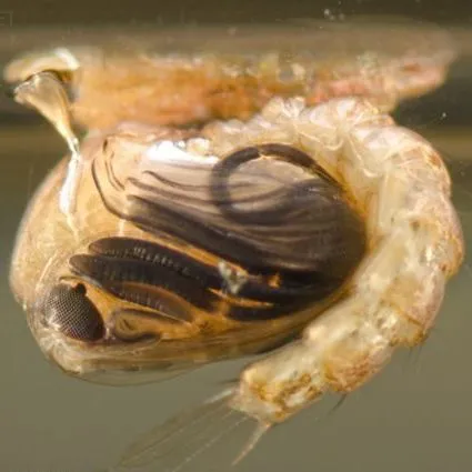 thumbnail for publication: Anopheles squamosus (Theobald, 1901) (Insecta: Diptera: Culicidae: Culicine)